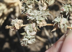 Atriplex coulteri