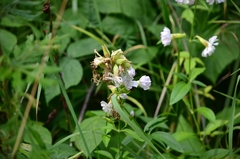 Saponaria officinalis
