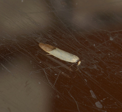 Tachystola stenoptera