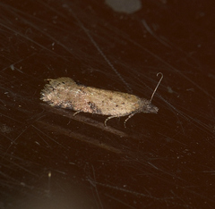 Constrictana constrictana