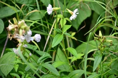 Saponaria officinalis