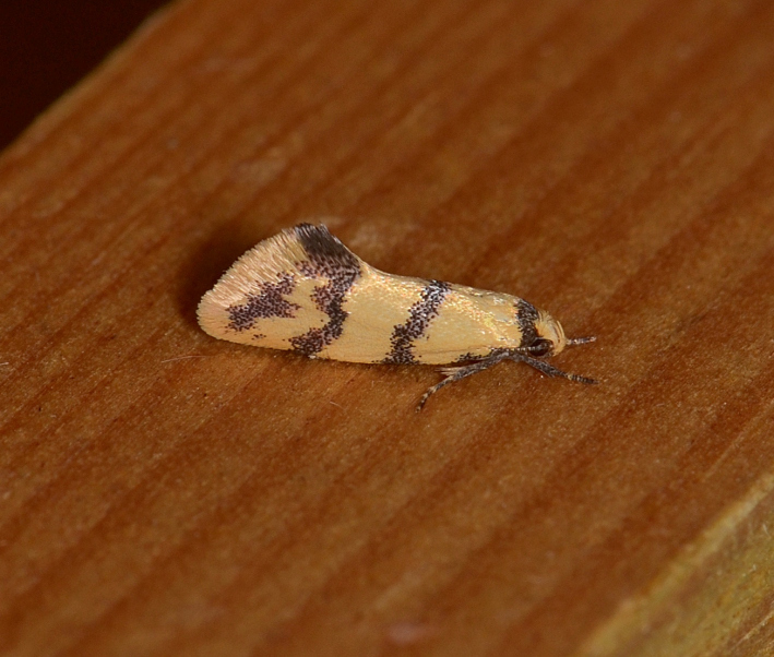 Psaroxantha calligenes