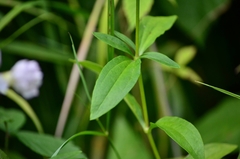 Saponaria officinalis