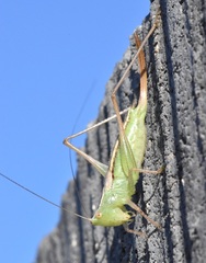 Conocephalus saltans