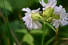Saponaria officinalis