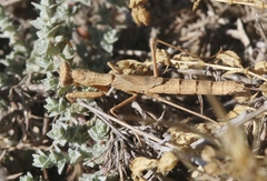 Litaneutria pacifica