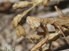 Litaneutria pacifica