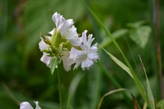 Saponaria officinalis