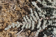 Atriplex parishii