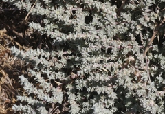 Atriplex parishii