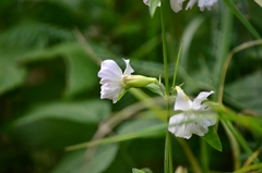Saponaria officinalis