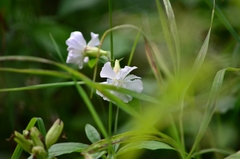 Saponaria officinalis