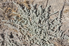 Atriplex parishii