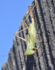 Conocephalus saltans