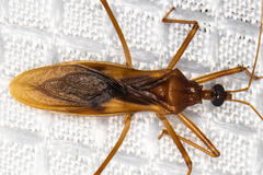 Zeluroides americanus