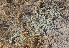 Atriplex parishii