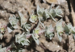 Atriplex parishii