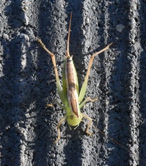 Conocephalus saltans