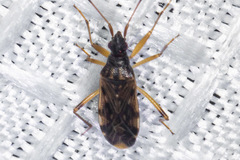 Ozophora salsaverdeae