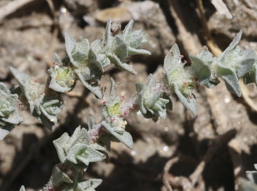 Atriplex parishii