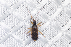 Ozophora salsaverdeae