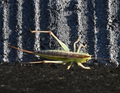 Conocephalus saltans