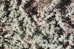 Atriplex parishii