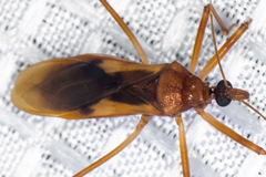 Zeluroides americanus