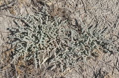 Atriplex parishii