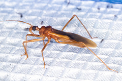 Zeluroides americanus