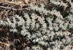 Atriplex parishii