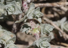 Atriplex parishii