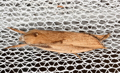 Pilostibes basivitta