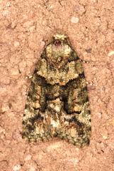 Pherechoa crypsichlora