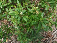 Scaevola montana
