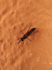Phycus brunneus