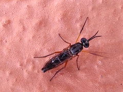 Phycus brunneus
