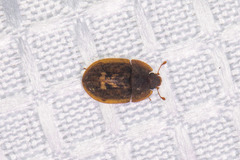 Lobiopa falli