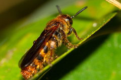 Radumeris novocaledonica