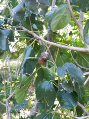 Cordia subcordata