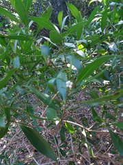 Myoporum tenuifolium