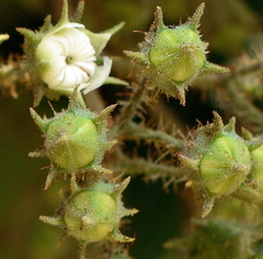 Angophora floribunda