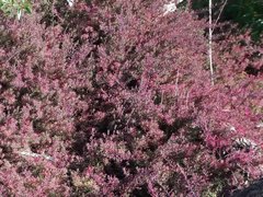 Enchylaena tomentosa