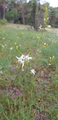 Anthericum ramosum
