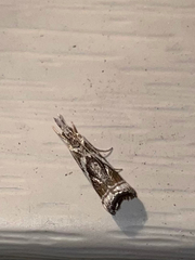 Microcrambus elegans