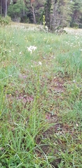 Anthericum ramosum