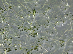 Elodea nuttallii