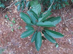 Bocquillonia sessiliflora
