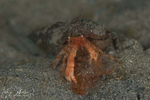 Lophopagurus nanus observed 2021-07-29