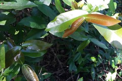 Melodinus scandens